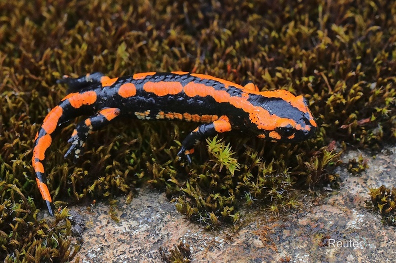 Feuersalamander (Salamandra salamanda terestes).jpg
