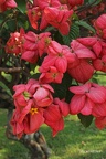 Tropischer Hartriegel (Mussaenda erythrophylla) 