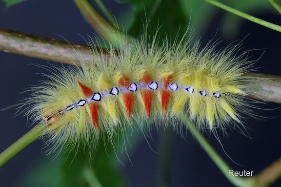 Ahorn-Rindeneule (Acronicta aceris)