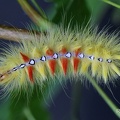 Ahorn-Rindeneule (Acronicta aceris)