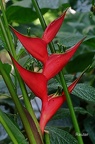 Helikonie (Heliconia bihai) 