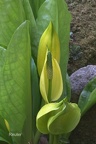 Amerikanischer Stinktierkohl (Lysichiton americanus)