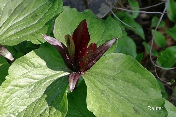 Rote Waldlilie (Trillium chloropetalum var. giganteum)