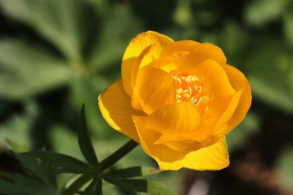 Asiatische Trollblume (Trollius asiaticus)