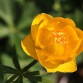 Asiatische Trollblume (Trollius asiaticus)