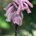 Walzenlilie (Veltheimia bracteata)