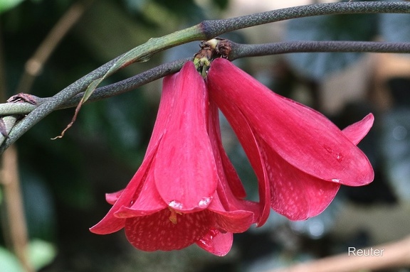 Chilenische Wachsglocke (Lapageria rosea)