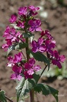 Einjähriges Silberblatt (Lunaria annua)