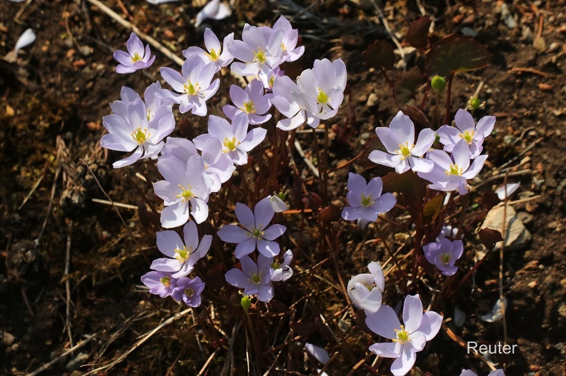 Herzblattschale (Plagiorhegma dubium ).jpg