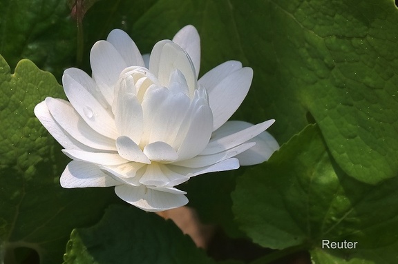 Kanadische Blutwurz (Sanguinaria canadensis)