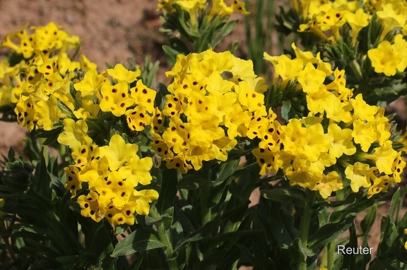 Prophetenblume (Arnebia pulchra)