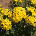 Prophetenblume (Arnebia pulchra)