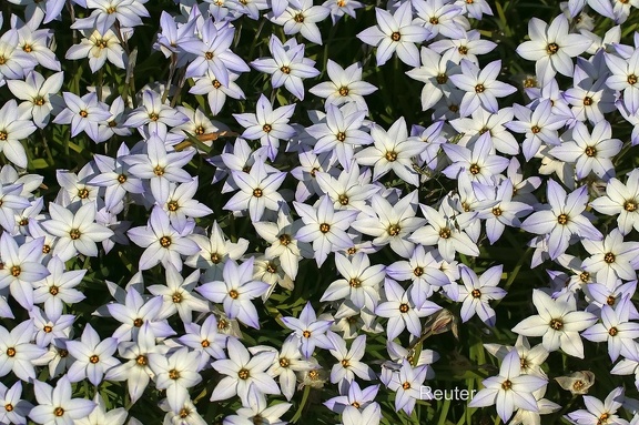 Einblütiger Frühlingsstern (Ipheion uniflorum)