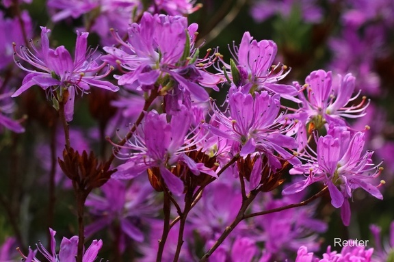 Kanadische Azalee (Rhododendron canadense)