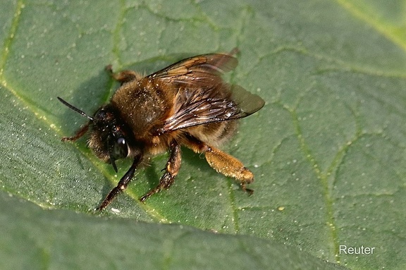 Pelzbiene (Anthophora sp.)