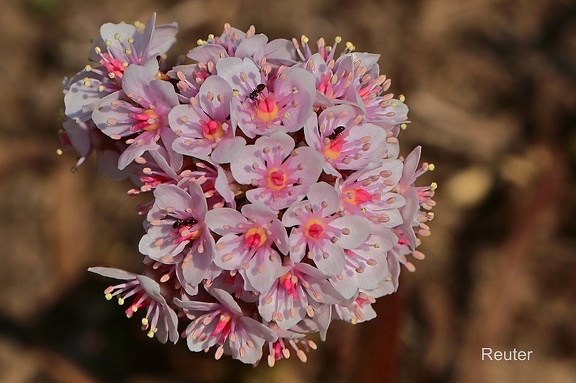 Schildblatt (Darmera peltata)