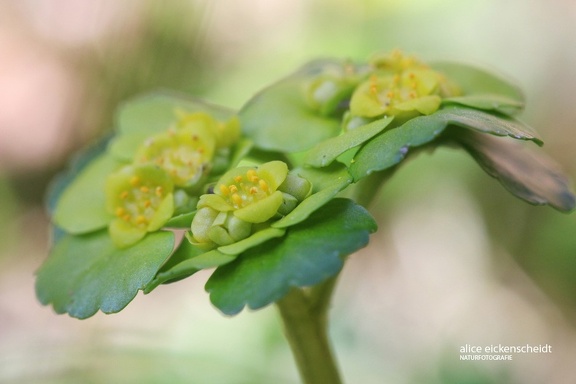 Wechselblättriges Milzkraut (Chrysosplenium alternifolium)