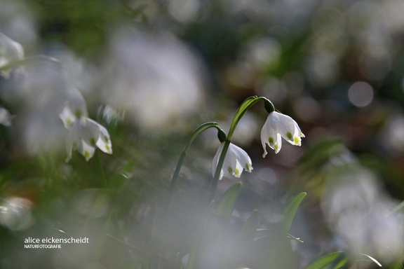 Märzbecher (Leucojum vernum)