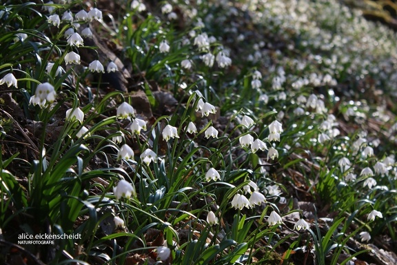 Märzbecher (Leucojum vernum)