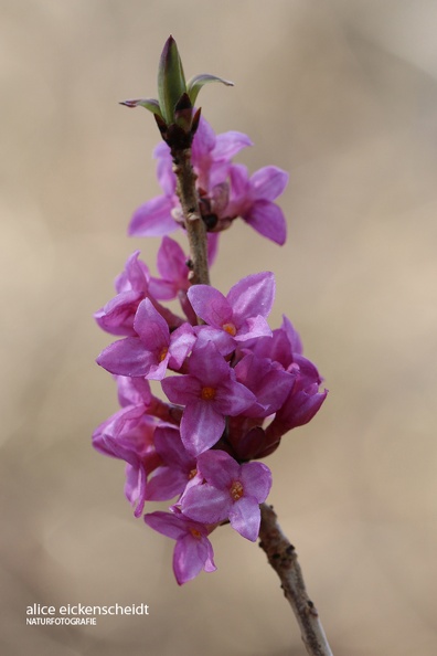 Echter Seidelbast - Dwarf Laurel (Daphne mezereum)
Foto: Alice Eickenscheidt
Ort: Wutachflühen, Blumberg
Kamera: Canon EOS 70 D, EF 100 mm 1:2,8 L IS USM (Canon) Echter Seidelbast (Daphne mezereum).JPG