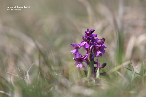 Kleines Knabenkraut (Anacamptis morio)