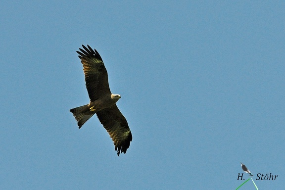 Schwarzmilan (Milvus migrans)