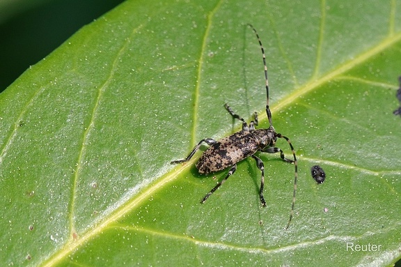 Braungrauer Splintbock (Leiopus linnei)