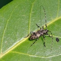 Braungrauer Splintbock (Leiopus linnei)