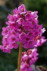 Herzblättrige Bergenie (Bergenia cordifolia)