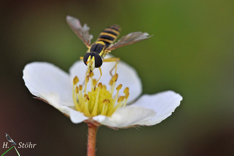 Stiftschwebfliege - Hoverfly (Sphaerophoria sp.)
Foto: Henrik Stöhr
Ort: Tübingen
Kamera: Nikon D90, 180mm 1:3,5 Macro (Tamron) Sphaerophoria sp w.jpg