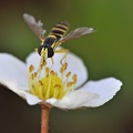 Stiftschwebfliege (Sphaerophoria sp.)