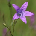 Wiesen-Glockenblume (Campanula patula)