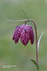 Schachblume (Fritillaria meleagris)
