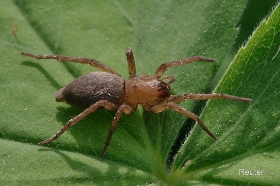 Gewöhnliche Steinplattenspinne (Drassodes lapidosus)