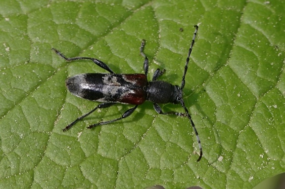 Geheimnisvoller Zierbock (Anaglyptus mysticus)