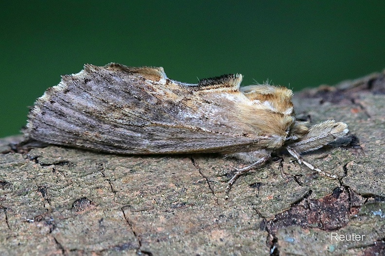 Palpen-Zahnspinner (Pterostoma palpina).jpg