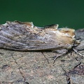 Palpen-Zahnspinner (Pterostoma palpina)