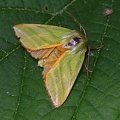 Buchen-Kahneule (Pseudoips prasinana)