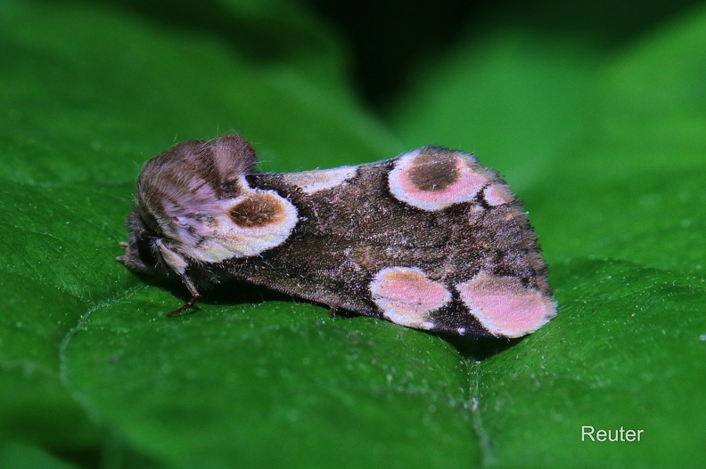 Roseneule (Thyatira batis)