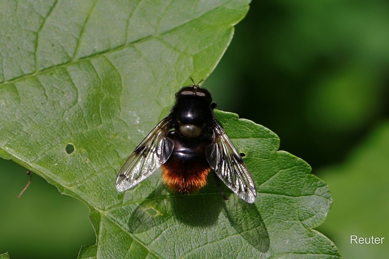 Hummel-Waldschwebfliege (Volucella bombylans)