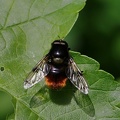 Hummel-Waldschwebfliege (Volucella bombylans)