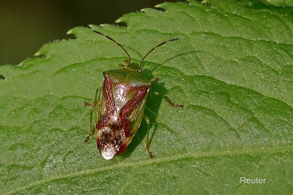 Buntrock (Cyphostethus tristriatus)