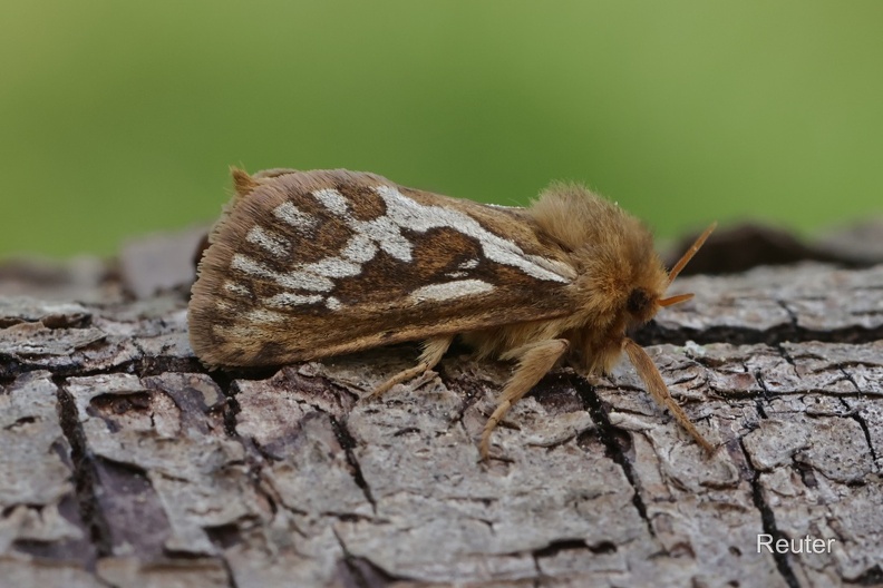 Kleiner Hopfen-Wurzelbohrer (Korscheltellus lupulina)