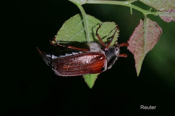 Feldmaikäfer (Melolontha melolontha)