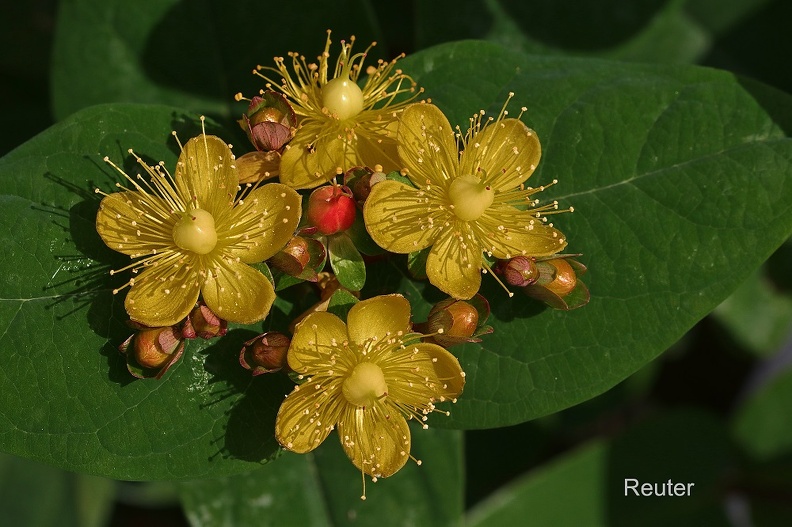 Johanniskraut(Hypericum calycinum).jpg