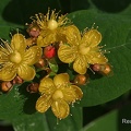Blut-Johanniskraut (Hypericum androsaemum)