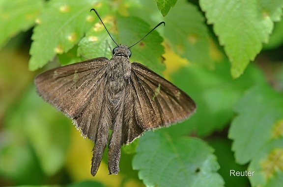 Dickkopffalter (Urbanus teleus)