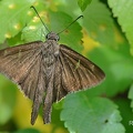 Dickkopffalter (Urbanus teleus)