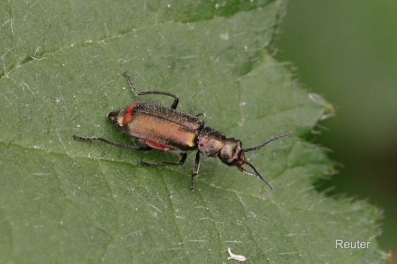 Zweifleckiger Zipfelkäfer (Malachius bipustulatus)