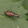 Zweifleckiger Zipfelkäfer (Malachius bipustulatus)
